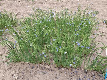 Click for 1 image(s) for this accession.